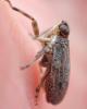 Issus coleoptratus